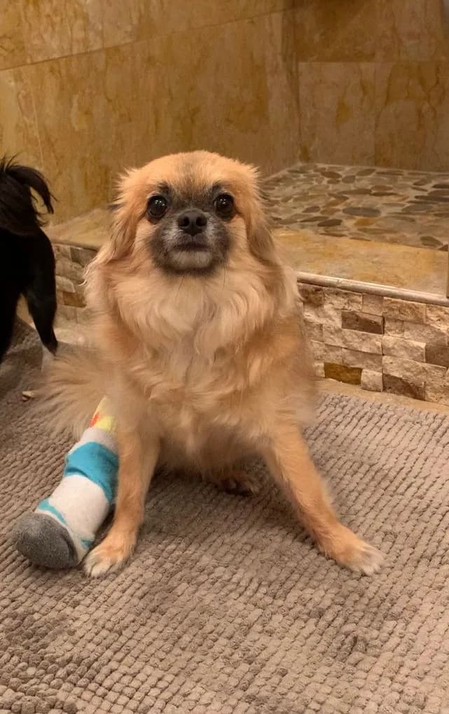 dog